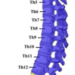Spinal-Column