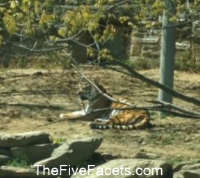 Beauty knows how much I love tigers & sent this while she was visiting the Philadelphia Zoo last week