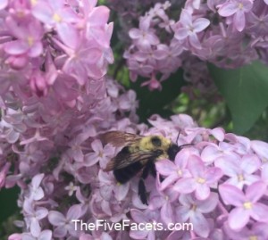 Fresh Lilac Blooms with Bumblebee