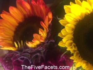Fall Sunflowers at Wegmans