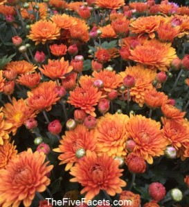 Fall Color to Lift My Spirits - Mums