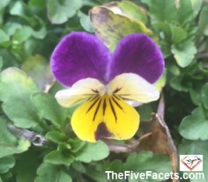 Spring Viola